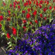 まりこ【結】 4.11金曜日のお礼です💕 恵比寿コレクション　久留米本店