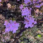 ヒメ日記 2026/04/08 23:53 投稿 みか【結】 恵比寿コレクション　久留米本店