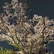 ヒメ日記 2026/04/03 09:15 投稿 さな チョコメロ