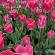 江角 お知らせです。 あなたに逢いたくて