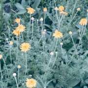 ヒメ日記 2026/07/04 06:42 投稿 西岡ゆま Mの世界