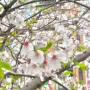 ヒメ日記 2026/04/06 16:35 投稿 りん バニラシュガー久喜店