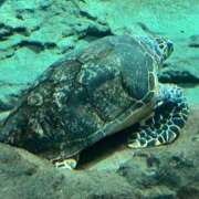 ヒメ日記 2026/04/07 11:17 投稿 谷口 鶯谷デッドボール