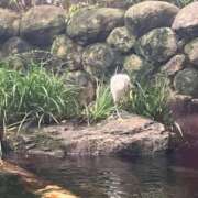 ヒメ日記 2026/04/17 07:19 投稿 谷口 鶯谷デッドボール