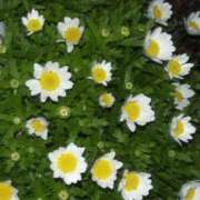 ここあ ここあ（スピード日本橋店） スピード日本橋店