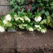 ヒメ日記 2026/04/01 23:47 投稿 とも美 VIOLET(ヴァイオレット)