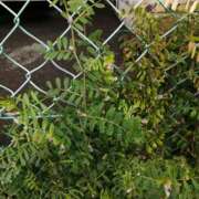 ヒメ日記 2026/04/02 15:17 投稿 とも美 VIOLET(ヴァイオレット)