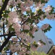 ヒメ日記 2026/04/08 14:00 投稿 とも美 VIOLET(ヴァイオレット)