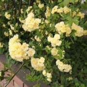 ヒメ日記 2026/04/15 21:01 投稿 とも美 VIOLET(ヴァイオレット)