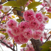 ヒメ日記 2026/04/19 08:10 投稿 とも美 VIOLET(ヴァイオレット)