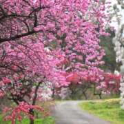 ヒメ日記 2026/04/21 23:25 投稿 とも美 VIOLET(ヴァイオレット)