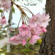 ヒメ日記 2026/04/22 23:09 投稿 とも美 VIOLET(ヴァイオレット)