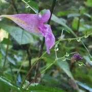 ヒメ日記 2026/09/09 12:54 投稿 とも美 VIOLET(ヴァイオレット)