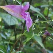ヒメ日記 2026/09/12 22:04 投稿 とも美 VIOLET(ヴァイオレット)