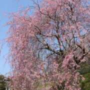 ヒメ日記 2026/04/02 22:43 投稿 まこ ももいろワイフ(久喜)