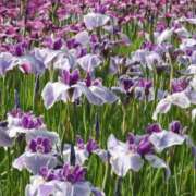 ヒメ日記 2026/06/13 12:42 投稿 まこ ももいろワイフ(久喜)