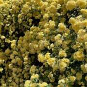 ヒメ日記 2026/04/20 00:57 投稿 橘みわ プレジデントハウス