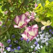 ヒメ日記 2026/04/24 07:46 投稿 橘みわ プレジデントハウス