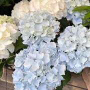 ヒメ日記 2026/06/06 08:56 投稿 橘みわ プレジデントハウス