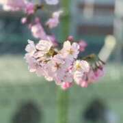 桜羽あいな 桜🌸 渋谷エオス