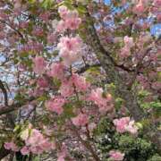 ヒメ日記 2026/04/03 22:31 投稿 久美(くみ) 上野人妻城