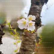 ヒメ日記 2026/04/05 17:49 投稿 星咲 ひまり Barubola