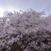 ヒメ日記 2026/04/07 01:35 投稿 椎名 まこ Barubola