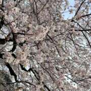 ヒメ日記 2026/04/17 17:59 投稿 椎名 まこ Barubola