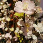 ヒメ日記 2026/04/02 13:22 投稿 岩田ルリ 五十路マダム 愛されたい熟女たち 高松店