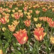 ヒメ日記 2026/04/04 17:17 投稿 えりさ もしも優しいお姉さんが本気になったら...横浜店