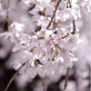 さゆり よろしくお願いします YESグループ　華女