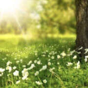 ヒメ日記 2026/04/10 06:00 投稿 さゆり YESグループ　華女