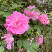 ヒメ日記 2026/04/20 06:59 投稿 さゆり YESグループ　華女