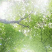 ヒメ日記 2026/05/04 14:14 投稿 さゆり YESグループ　華女