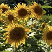 ヒメ日記 2026/08/20 08:10 投稿 さゆり YESグループ　華女