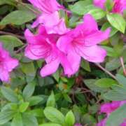 ヒメ日記 2026/04/22 09:38 投稿 高橋　まゆ ミセス・レヴォアール～再会～