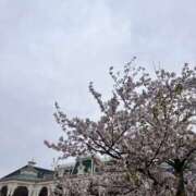 ヒメ日記 2026/04/07 14:30 投稿 あいこ 東京人妻セレブリティ（ユメオト）