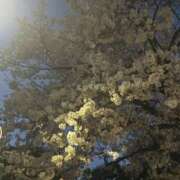 ヒメ日記 2026/04/04 05:12 投稿 なこ スピード梅田店