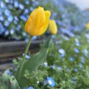 ヒメ日記 2026/04/08 11:39 投稿 なおさん いけない奥さん 梅田店