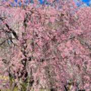 ヒメ日記 2026/04/03 20:41 投稿 あやめ ハニープラザ（ユメオト）