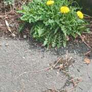 ヒメ日記 2026/04/05 10:59 投稿 ゆりか 茨城日立ちゃんこ