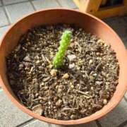 りおな こんにちは クラブ貴公子