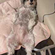 ヒメ日記 2026/04/22 02:34 投稿 れん ぽっちゃり巨乳専門店ちゃんこ八王子店