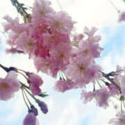 ヒメ日記 2026/04/02 18:21 投稿 つきの 熟女の風俗最終章 本厚木店