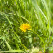 ヒメ日記 2026/04/11 13:41 投稿 つきの 熟女の風俗最終章 本厚木店