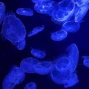 ヒメ日記 2026/04/22 02:01 投稿 夢川ここ ウルトラプラチナム