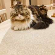 ヒメ日記 2026/04/28 23:10 投稿 水嶋 HERMINE-エルミネ-