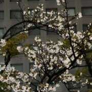 ヒメ日記 2026/04/06 20:05 投稿 かや 白いぽっちゃりさん五反田店