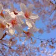 ヒメ日記 2026/04/05 08:24 投稿 てまり 横浜人妻セレブリティ（ユメオト）