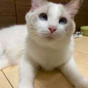 ヒメ日記 2026/04/04 23:46 投稿 こはる【S級ルックス小悪魔】 STELLA TOKYO－ステラトウキョウ－